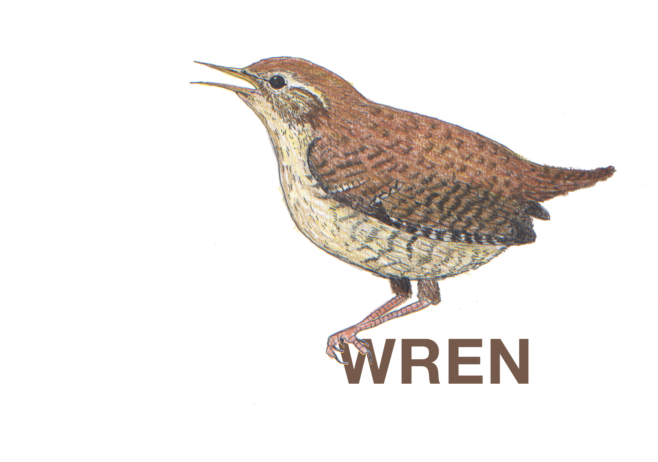 WRENWREN